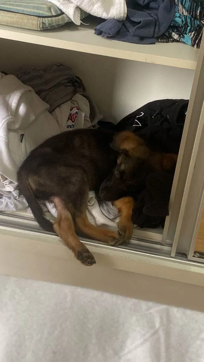 Cachorro ra a Vira lata idade 2 a 6 meses nome Jack daniels