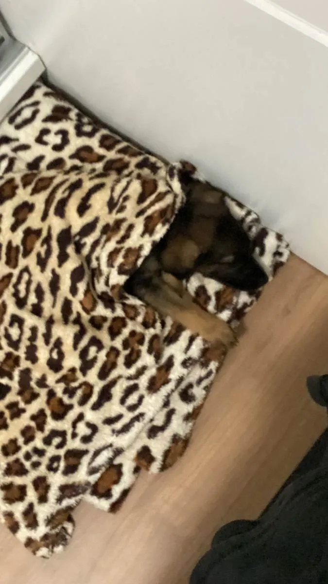 Cachorro ra a Vira lata idade 2 a 6 meses nome Jack daniels