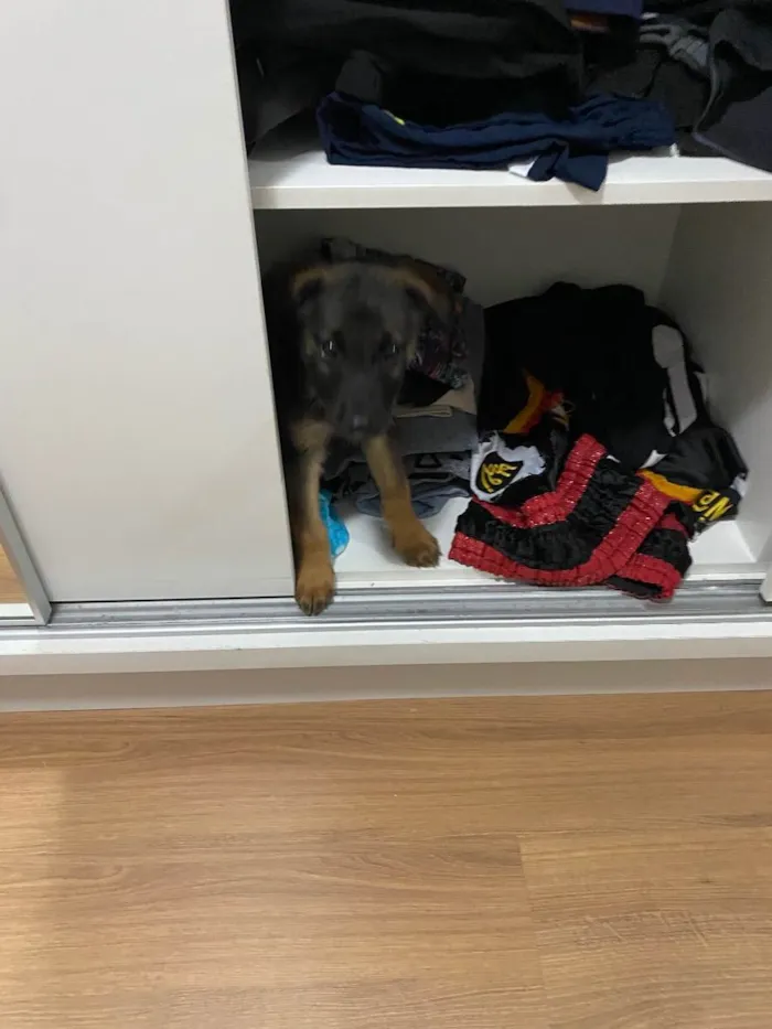 Cachorro ra a vira lata idade 2 a 6 meses nome Jack