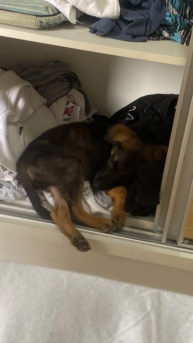 Cachorro ra a vira lata idade 2 a 6 meses nome Jack