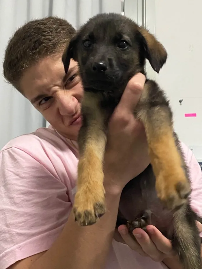 Cachorro ra a vira lata idade 2 a 6 meses nome Jack