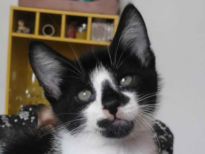 Gato ra a SRD idade Abaixo de 2 meses nome .