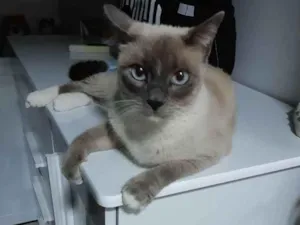 Gato raça SRD idade 4 anos nome Marie
