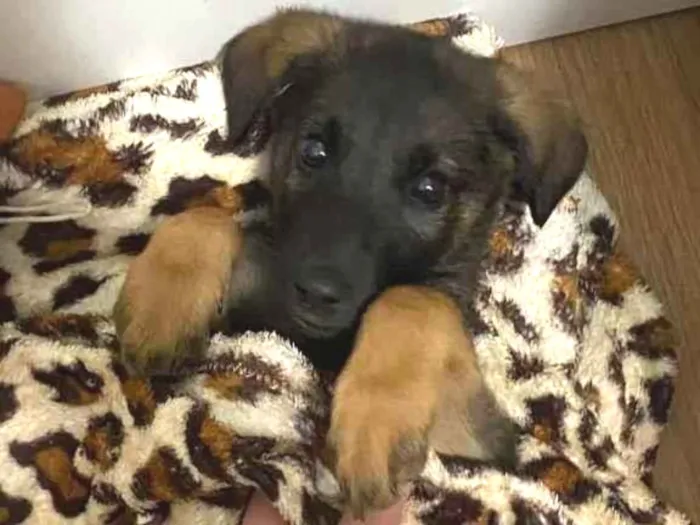 Cachorro ra a Vira lata idade 2 a 6 meses nome Jack daniels