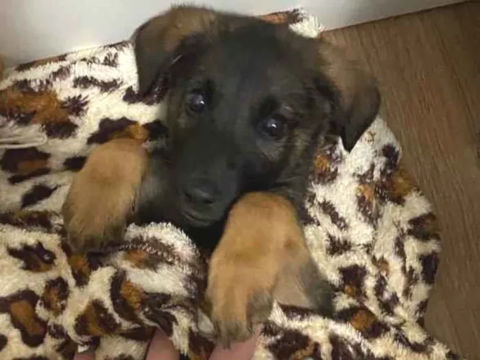 Cachorro ra a vira lata idade 2 a 6 meses nome Jack