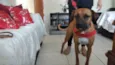 Cachorro raça Mix boxer idade 3 anos nome Valentina