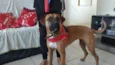 Cachorro raça Mix boxer idade 3 anos nome Valentina