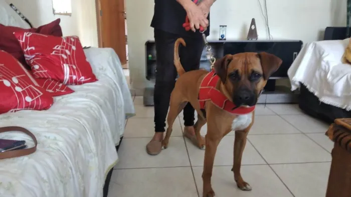 Cachorro raça Mix boxer idade 3 anos nome Valentina