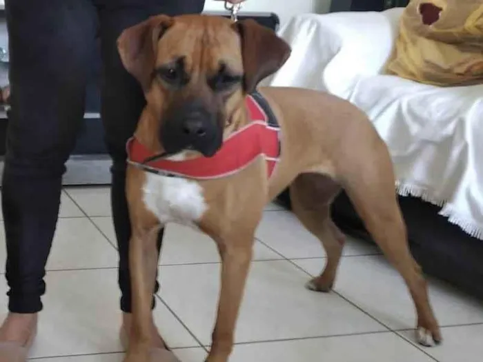 Cachorro raça Mix boxer idade 3 anos nome Valentina