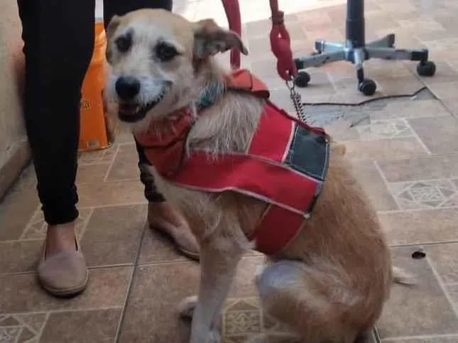 Cachorro raça Srd idade 3 anos nome Mel