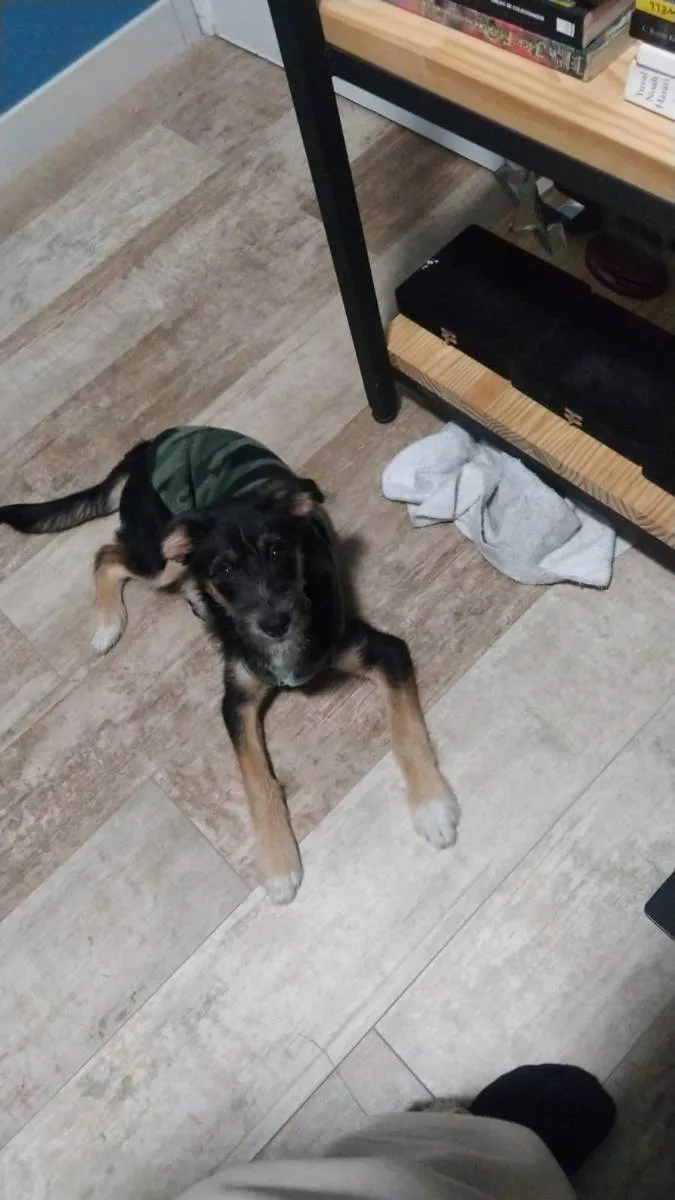 Cachorro ra a SRD idade 7 a 11 meses nome MARIA JOAQUINA