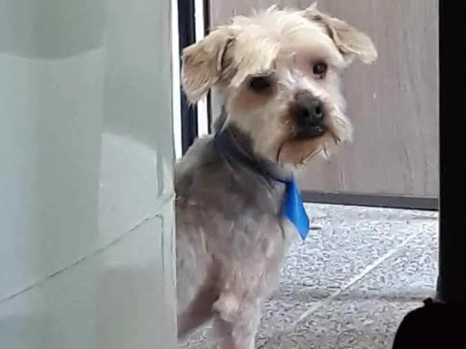 Cachorro raça Yorkshire  idade 5 anos nome Floquinho