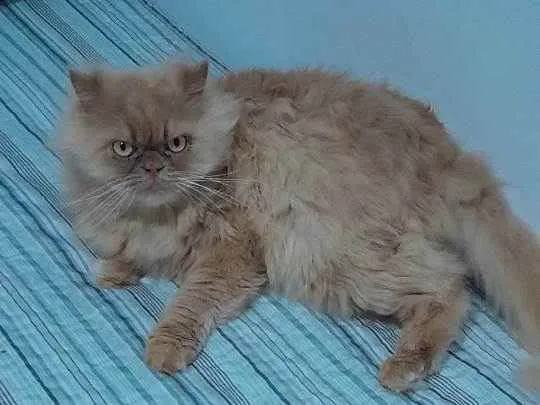 Gato ra a Srd idade 6 ou mais anos nome Frederico