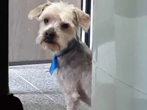 Cachorro raça Yorkshire  idade 5 anos nome Floquinho