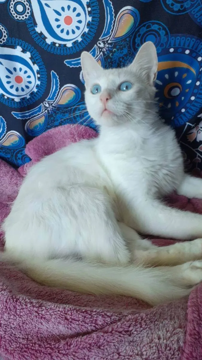 Gato ra a Srd idade 7 a 11 meses nome Maite