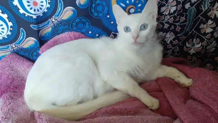 Gato ra a Srd idade 7 a 11 meses nome Maite