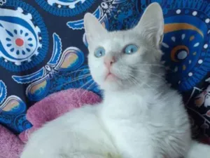Gato raça Srd idade 7 a 11 meses nome Maite