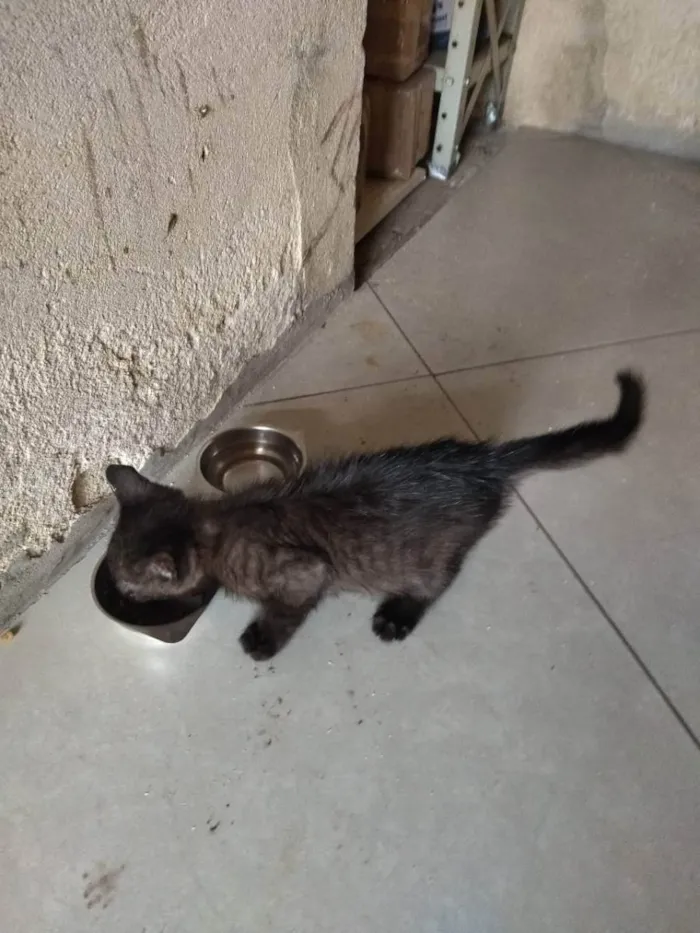 Gato ra a não sei idade 2 a 6 meses nome sem nome