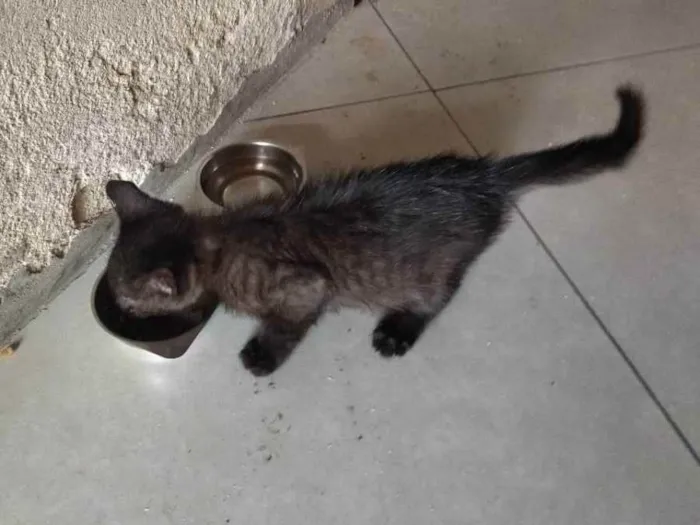 Gato ra a não sei idade 2 a 6 meses nome sem nome