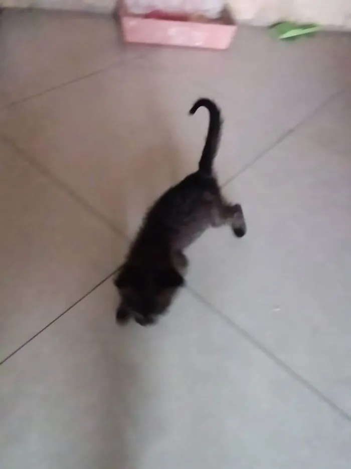 Gato ra a não sei idade 2 a 6 meses nome sem nome