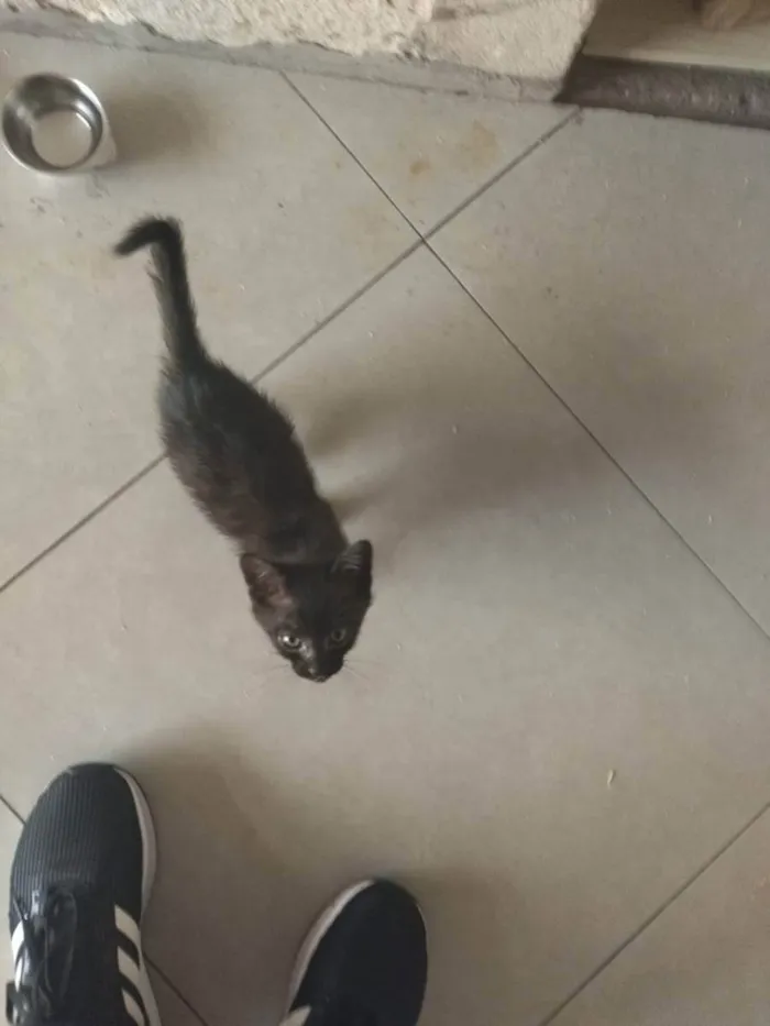 Gato ra a não sei idade 2 a 6 meses nome sem nome