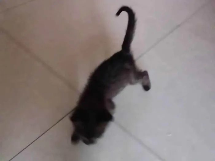 Gato ra a não sei idade 2 a 6 meses nome sem nome