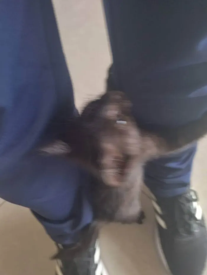 Gato ra a não sei idade 2 a 6 meses nome sem nome