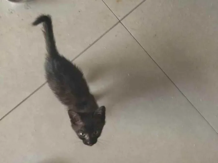 Gato ra a não sei idade 2 a 6 meses nome sem nome