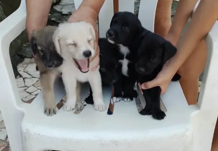 Cachorro ra a Srd idade Abaixo de 2 meses nome Filhotes 30 dias 