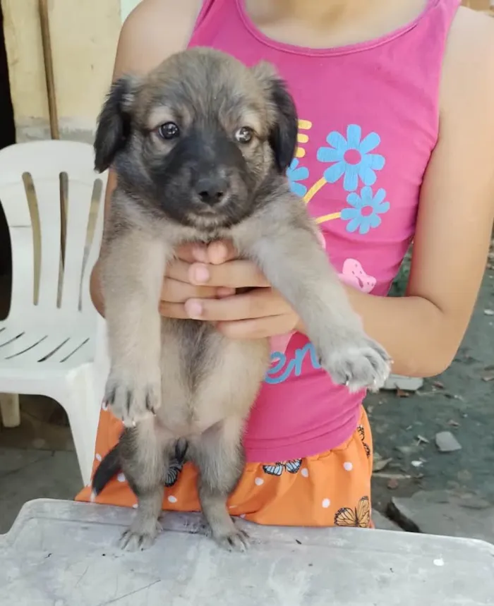 Cachorro ra a Srd idade Abaixo de 2 meses nome Filhotes 30 dias 