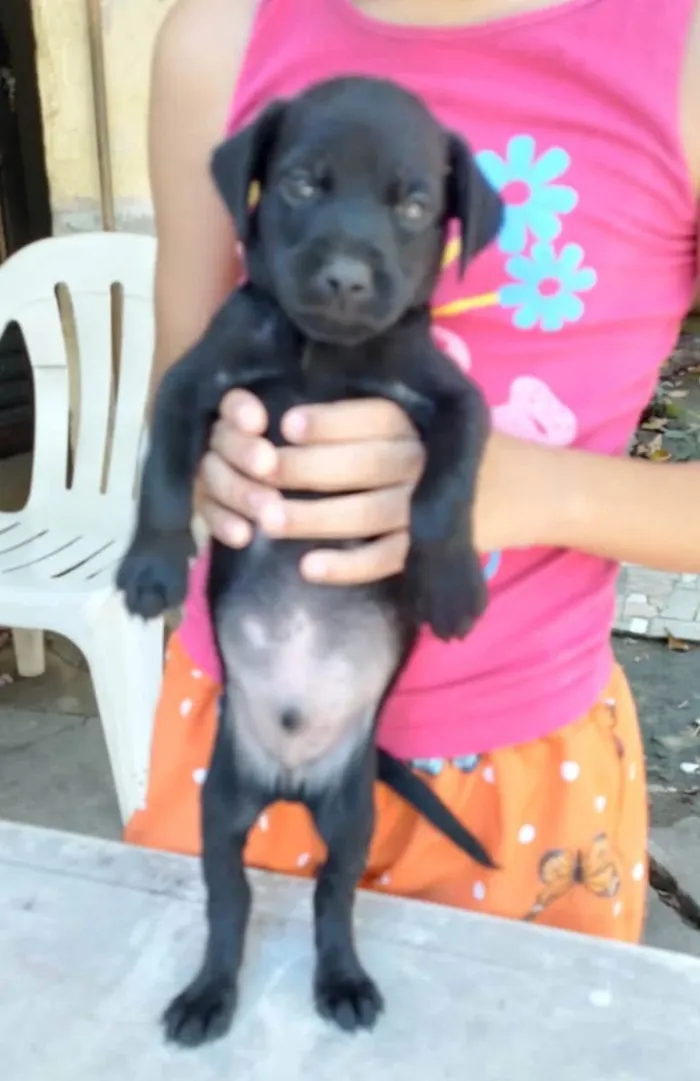 Cachorro ra a Srd idade Abaixo de 2 meses nome Filhotes 30 dias 