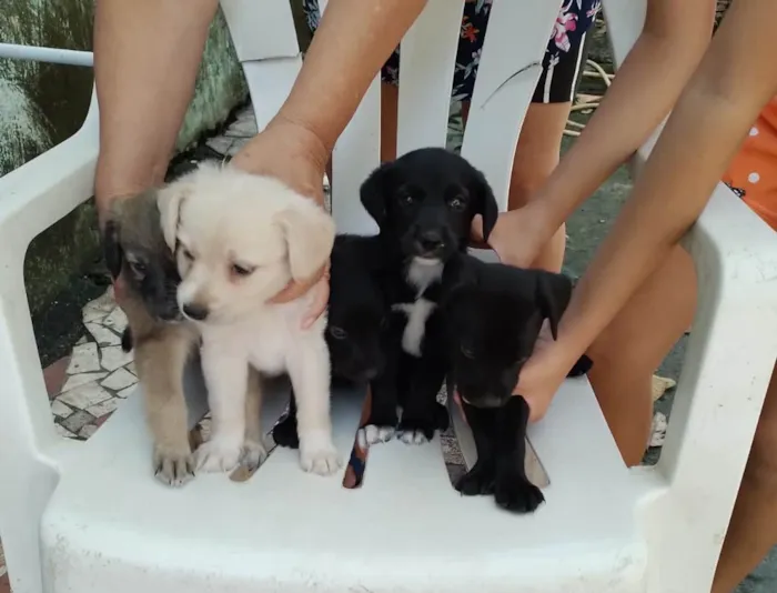 Cachorro ra a Srd idade Abaixo de 2 meses nome Filhotes 30 dias 
