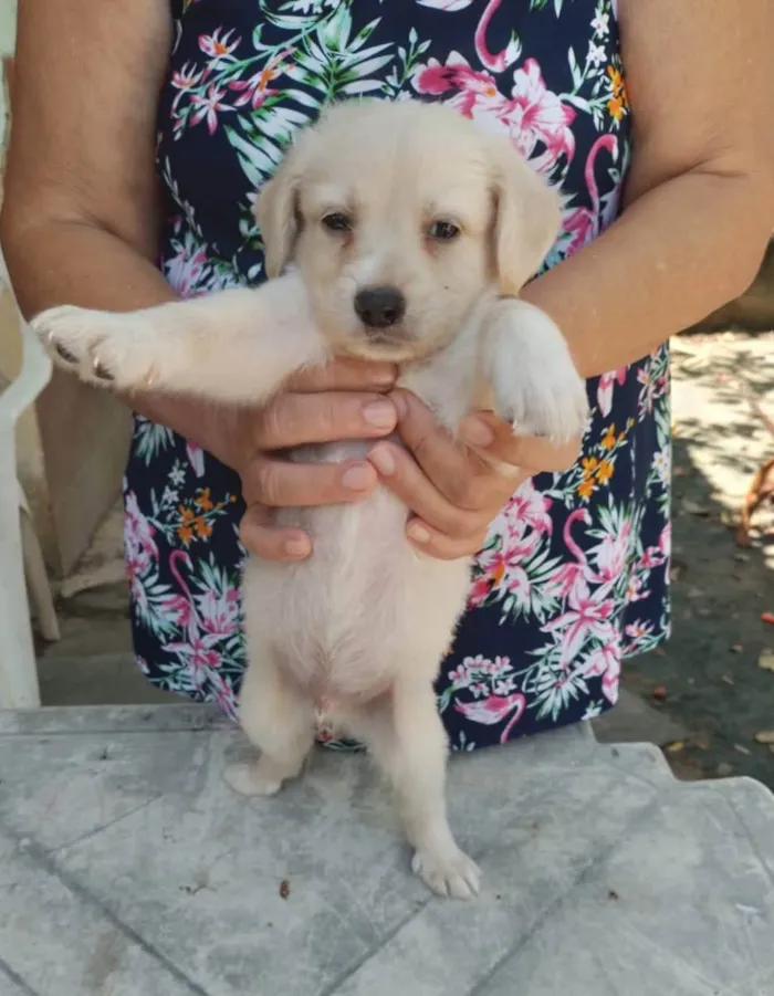 Cachorro ra a Srd idade Abaixo de 2 meses nome Filhotes 30 dias 