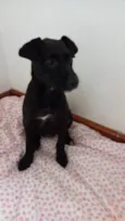 Filhotes 3 meses