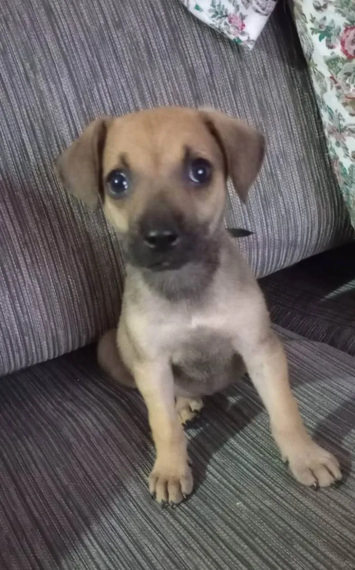 Cachorro ra a Srd idade 2 a 6 meses nome Filhotes 3 meses