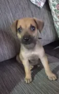 Filhotes 3 meses