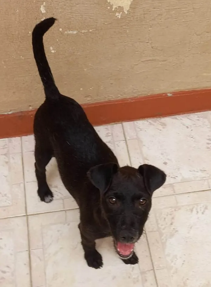 Cachorro ra a Srd idade 2 a 6 meses nome Filhotes 3 meses