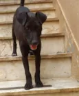 Filhotes 3 meses