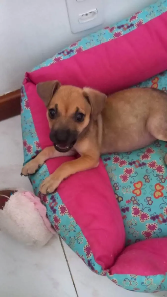 Cachorro ra a Srd idade 2 a 6 meses nome Filhotes 3 meses