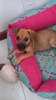 Filhotes 3 meses