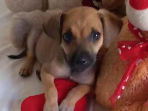 Cachorro raça Srd idade 2 a 6 meses nome Filhotes 3 meses