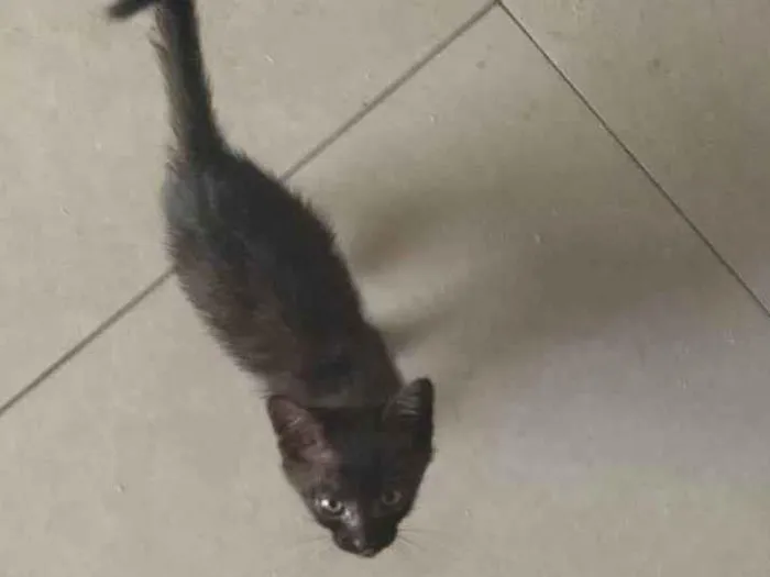 Gato ra a não sei idade 2 a 6 meses nome sem nome