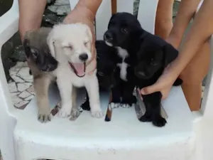 Cachorro raça Srd idade Abaixo de 2 meses nome Filhotes 30 dias 