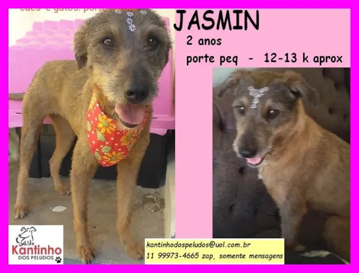Cachorro raça SRD idade 2 anos nome Jasmin