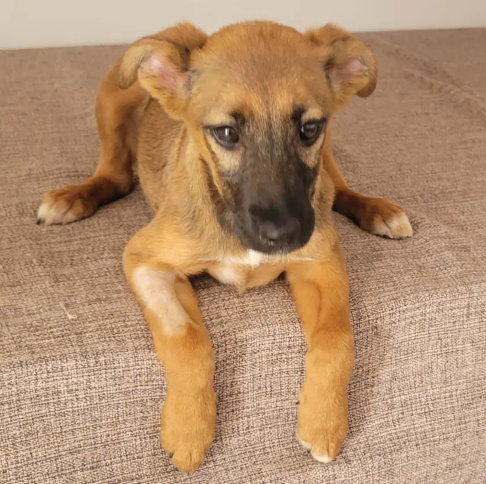 Cachorro raça Srd idade 2 a 6 meses nome Sasha