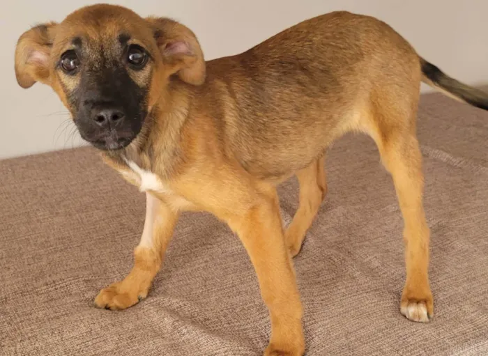 Cachorro raça Srd idade 2 a 6 meses nome Sasha