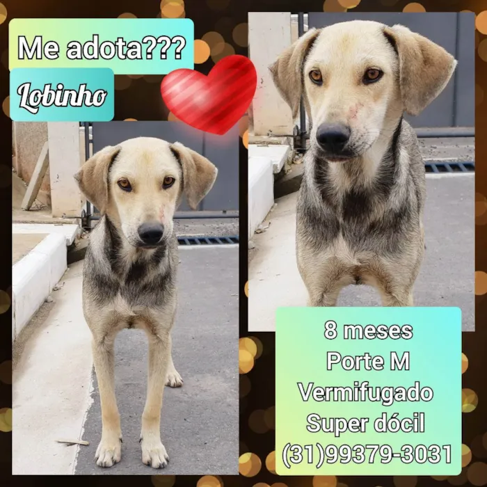 Cachorro raça SRD idade 7 a 11 meses nome Lobinho