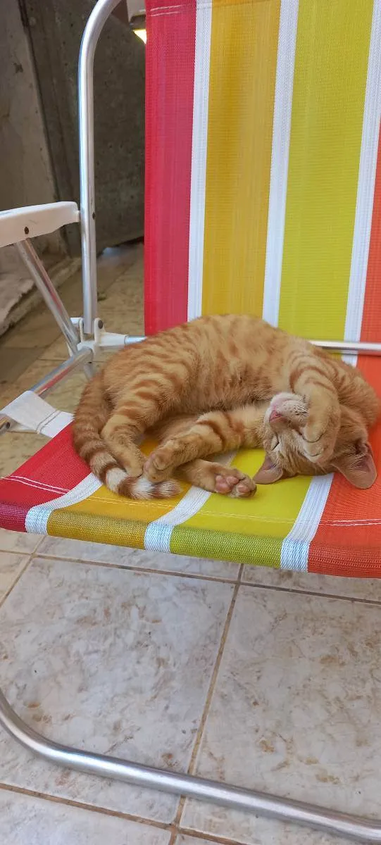 Gato raça Sem raça definida idade 7 a 11 meses nome Aparecido