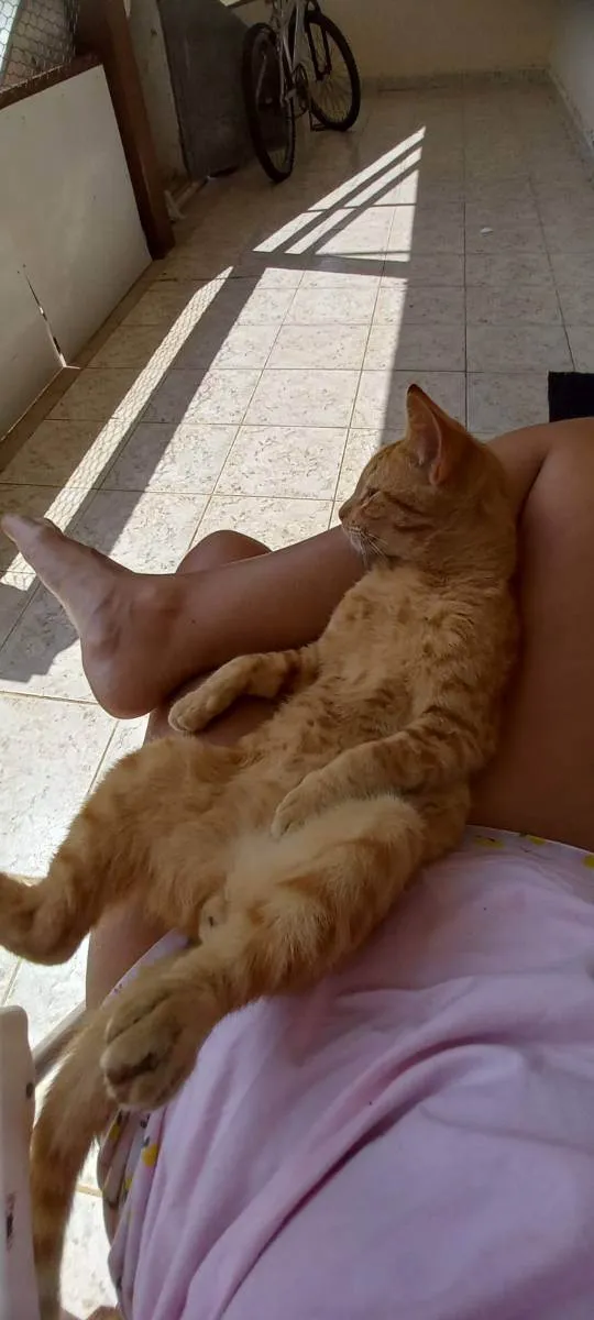 Gato raça Sem raça definida idade 7 a 11 meses nome Aparecido