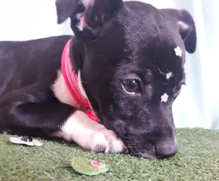 Cachorro raça SRD idade 2 a 6 meses nome BABI